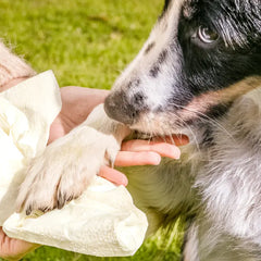 Hundehandtücher NATURELL