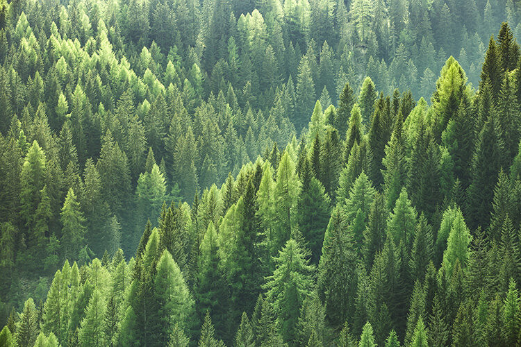Klimaschutz fängt in unseren Wäldern an